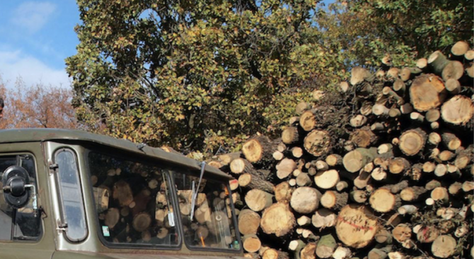 Иззеха незаконни дърва от две видински села