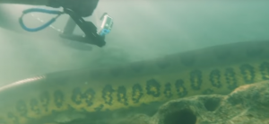 Водолази се натъкнаха на 7 метрова анаконда край водите на Бразилия