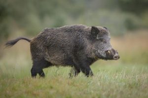 Откриха Африканска чума при диви свине в Криводол