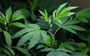 Съдът в Стара Загора остави в ареста 27-годишен мъж за държане на високорисково наркотично вещество – марихуана