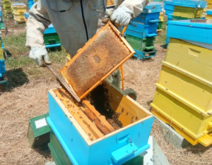 Комплекс от мерки в сектор „Пчеларство“ са заложени в Стратегическия план за новата ОСП