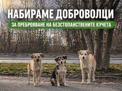 Община Видин набира доброволци за преброяване на безстопанствените кучета