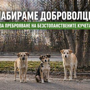 Община Видин набира доброволци за преброяване на безстопанствените кучета